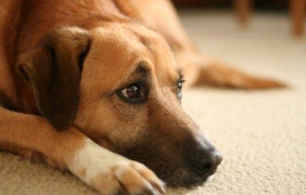 il cane mente
