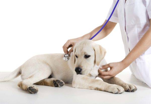 cane dal veterinario