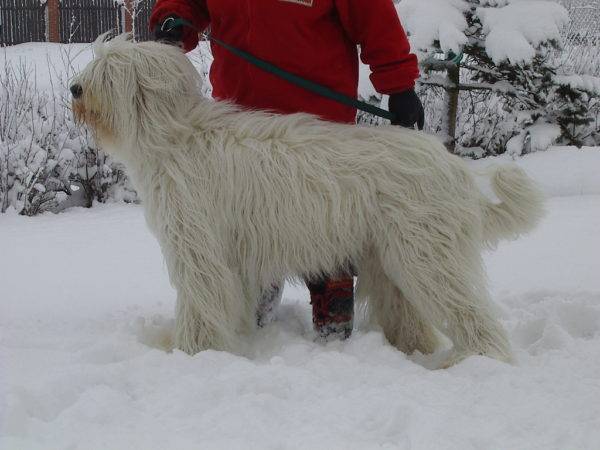 Pastore della Russia meridionale in inverno