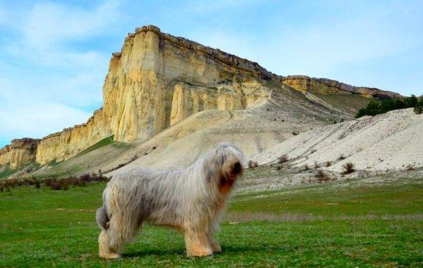 Pastore della Russia meridionale su uno sfondo di montagne