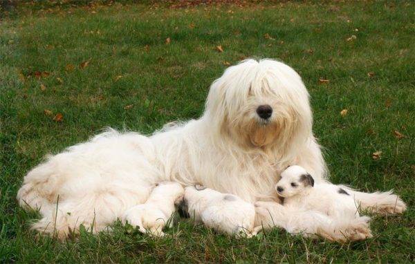 Pastore della Russia meridionale con cuccioli