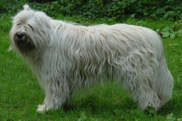 Descrizione della razza del cane da pastore della Russia meridionale