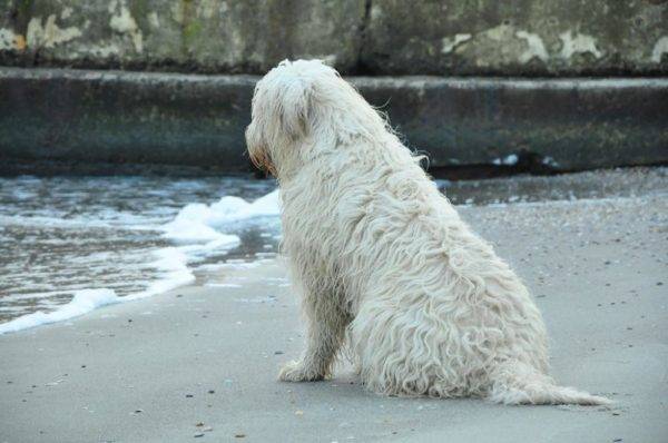 Il cane da pastore della Russia meridionale siede
