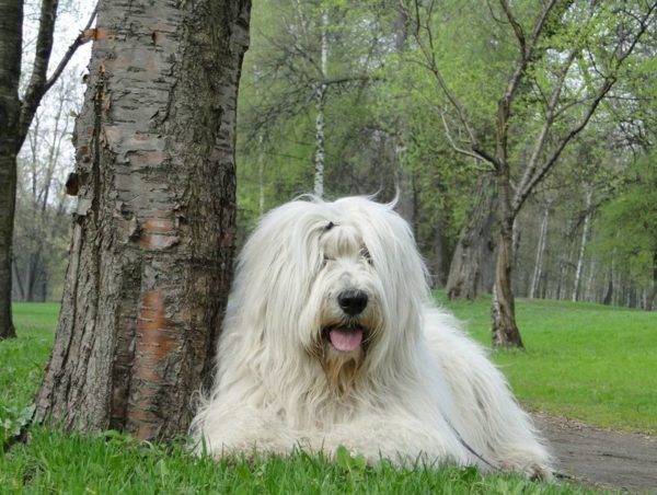Il cane da pastore della Russia meridionale si trova