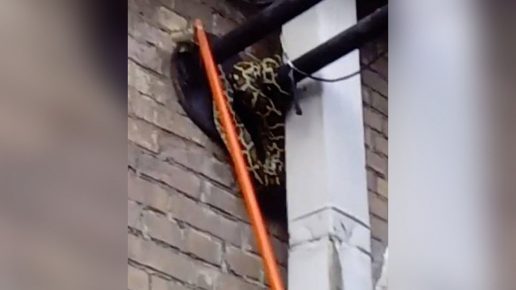 I passanti hanno visto il serpente